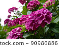 Hydrangea in full bloom 90986886