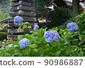 Hydrangea in full bloom 90986887