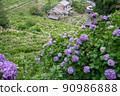 Hydrangea in full bloom 90986888
