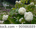 Hydrangea in full bloom 90986889