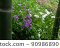 Hydrangea in full bloom 90986890