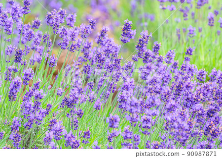 美麗的深紫色薰衣草田,薰衣草田 美麗的深紫色薰衣草田,薰衣草田 90987871