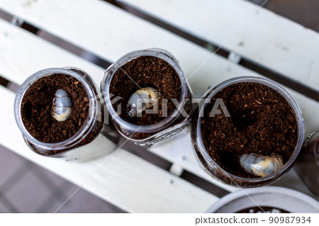 甲蟲繁殖昆蟲墊更換 90987934