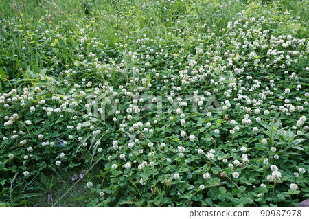 白三葉草（白三葉草）2 90987978