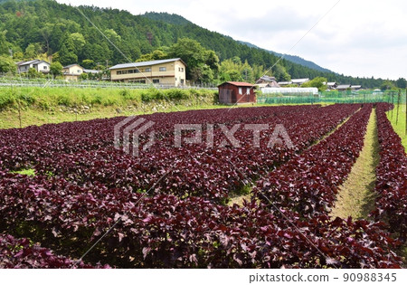 Landscape of Ohara in early summer Kyoto 90988345