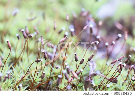 A lot of mysterious moss that grew in the garden A lot of mysterious moss that grew in the garden 90988420