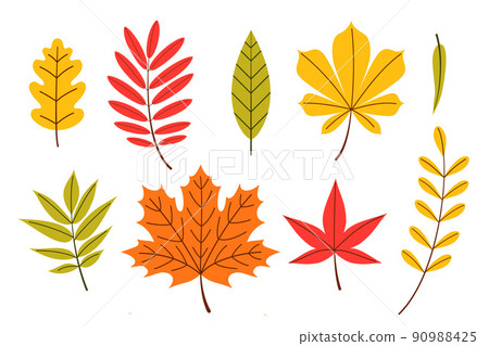 Different types of autumn leaves Different types of autumn leaves 90988425