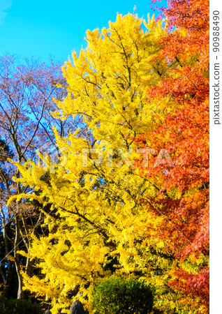 阿蘇山西岩傳寺“以大銀杏和楓葉為背景的秋日晴空”(觀光景點)阿蘇市黑川市 阿蘇山西岩傳寺“以大銀杏和楓葉為背景的秋日晴空”(觀光景點)阿蘇市黑川市 90988490