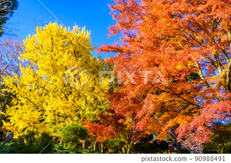 阿蘇山西岩傳寺“以大銀杏和楓葉為背景的秋日晴空”(觀光景點)阿蘇市黑川市 阿蘇山西岩傳寺“以大銀杏和楓葉為背景的秋日晴空”(觀光景點)阿蘇市黑川市 90988491