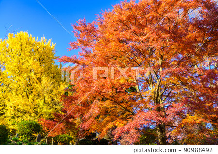 阿蘇山西岩傳寺“以大銀杏和楓葉為背景的秋日晴空”（觀光景點）阿蘇市黑川市 90988492