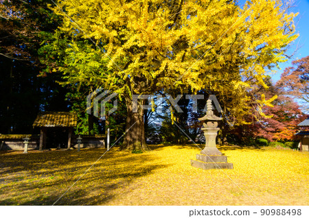 Asoyama Nishiiwadenji Temple“秋光稻米和大銀杏紅葉/區域風景”（觀光景點）阿蘇市黑川 90988498
