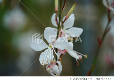 盛開的美麗的蜜蜂花 90988557
