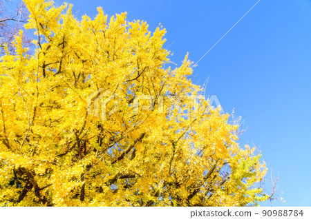 阿蘇山西岩傳寺“大銀杏的秋日紅葉”(觀光景點)阿蘇市黑川 阿蘇山西岩傳寺“大銀杏的秋日紅葉”(觀光景點)阿蘇市黑川 90988784