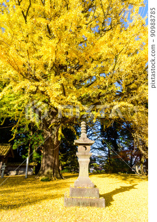 阿蘇山西岩傳寺“秋光中的大銀杏、落葉、秋葉”（觀光景點）阿蘇市黑川 90988785