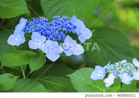 松阪農業公園貝爾農場初夏盛開的繡球花 90988852