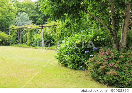 松阪農業公園貝爾農場初夏盛開的繡球花 90988853