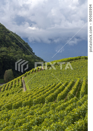 Vineyards near Aigle in canton Vaud, Switzerland 90988994