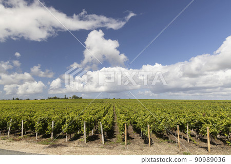 Typical vineyards near Saint-Estephe, Bordeaux, Aquitaine, France Typical vineyards near Saint-Estephe, Bordeaux, Aquitaine, France 90989036