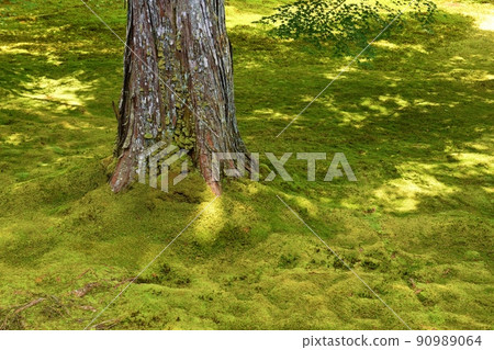 Moss and sunbeams in Kyoto Moss and sunbeams in Kyoto 90989064
