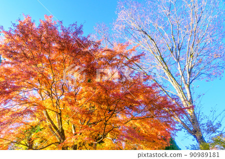 阿蘇山西岩傳寺“秋葉/紅葉/紅葉”(觀光景點)阿蘇市黑川 阿蘇山西岩傳寺“秋葉/紅葉/紅葉”(觀光景點)阿蘇市黑川 90989181