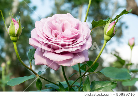 盛開的玫瑰花 90989710