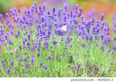 深紫色淡紫色田野、淡紫色和圓白菜白蝴蝶 90990013