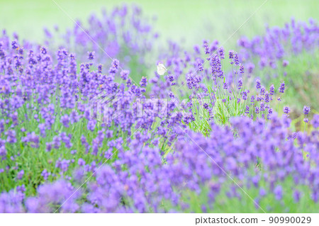 深紫色淡紫色田野、淡紫色和圓白菜白蝴蝶 90990029