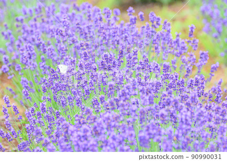 深紫色淡紫色田野、淡紫色和圓白菜白蝴蝶 90990031