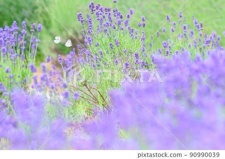 深紫色淡紫色田野、淡紫色和圓白菜白蝴蝶 90990039