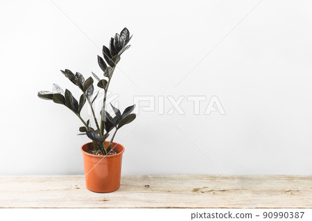 Black leaves of Zamioculcas Zamiifolia Raven plant Black leaves of Zamioculcas Zamiifolia Raven plant 90990387