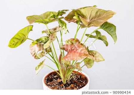 Syngonium Pink Allusion potted plant over grey Syngonium Pink Allusion potted plant over grey 90990434