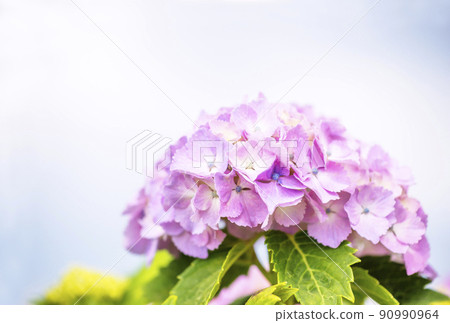 Hydrangea flower Minazuki image Hydrangea flower June flower image material 90990964