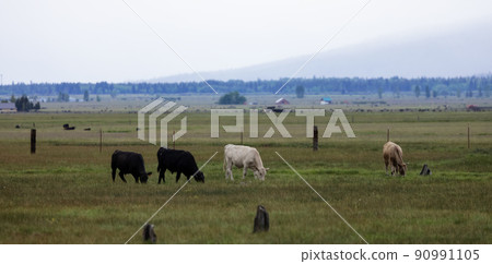 Cow in a green field with mountain landscape in background. 90991105