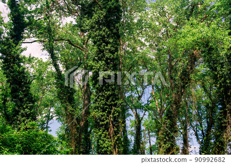 crowns and trunks of tall trees in a dense broadleaf forest 90992682