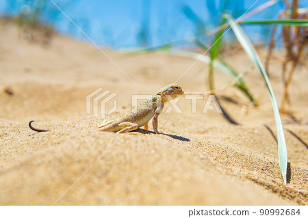 lizard toad-headed agama among the dry grass in the dunes 90992684