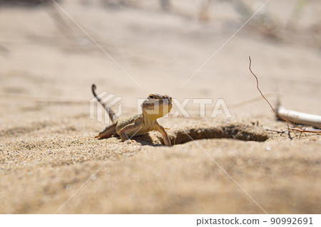 portrait of desert lizard secret toadhead agama near its burrow 90992691