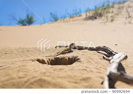 lizard toad-headed agama in natural habitat on the Sarykum dune lizard toad-headed agama in natural habitat on the Sarykum dune 90992694