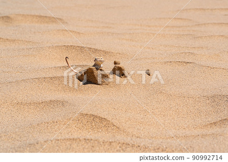 desert lizard toadhead agama peeks out from behind a dune among the sand desert lizard toadhead agama peeks out from behind a dune among the sand 90992714