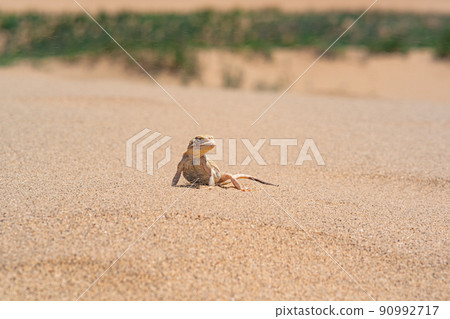 desert lizard Phrynocephalus mystaceus (secret toadhead agama) on the sand dune of Sarykum desert lizard Phrynocephalus mystaceus (secret toadhead agama) on the sand dune of Sarykum 90992717
