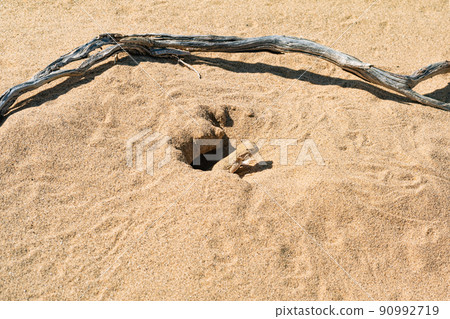 toadhead agama lizard near its burrow in the sand of the desert toadhead agama lizard near its burrow in the sand of the desert 90992719