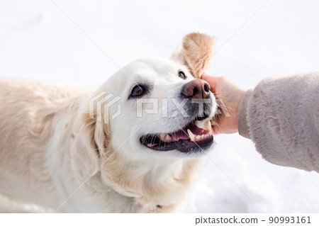 Young beautiful woman and her golden retriever dog having fun in winter. 90993161