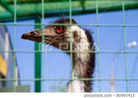 Ostrich close-up. The head of an ostrich. Bird in captivity. 90993413