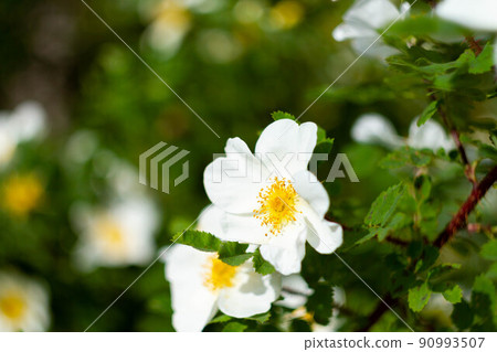 Meadow with many spring flowers on a sunny day. Flowers in bright sunlight. 90993507