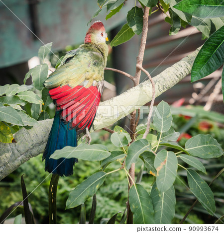 Red-crested turaco 90993674