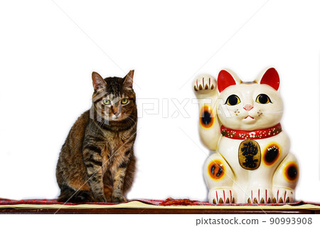 Cats and beckoning cats. Kijitora. Cat image material. White background Cats and beckoning cats. Kijitora. Cat image material. White background 90993908