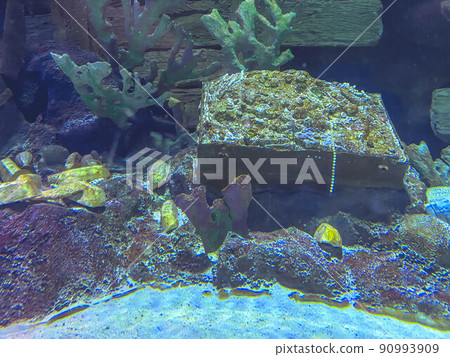 oceanarium in a hot country. The fish in the aquarium live in the water. underwater world of the sea. fish and corals, underwater plants oceanarium in a hot country. The fish in the aquarium live in the water. underwater world of the sea. fish and corals, underwater plants 90993909