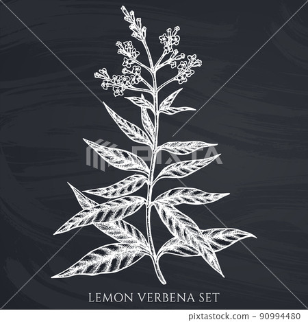 Tea herbs hand drawn vector illustrations collection. Chalk lemon verbena. Tea herbs hand drawn vector illustrations collection. Chalk lemon verbena. 90994480