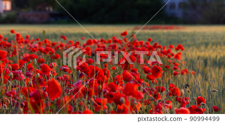 Crop field with poppy flowers in spring. 90994499