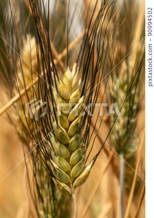 Ear of barley isolated from the background, Parma, Italy 90994502