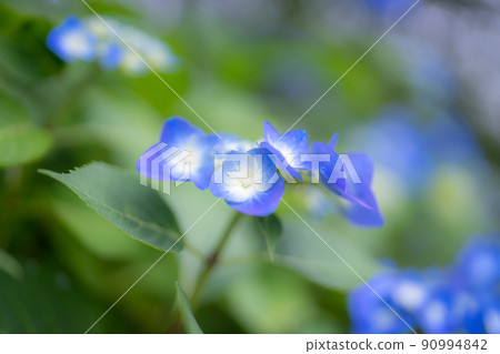 埼玉縣蘭山鎮繡球寺的繡球花 金仙寺 埼玉縣蘭山鎮繡球寺的繡球花 金仙寺 90994842